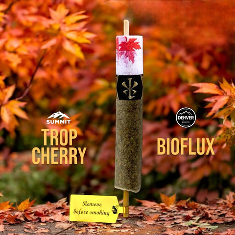 Maple Soldato - Trop Cherry // Bioflux